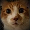 littlebitofo